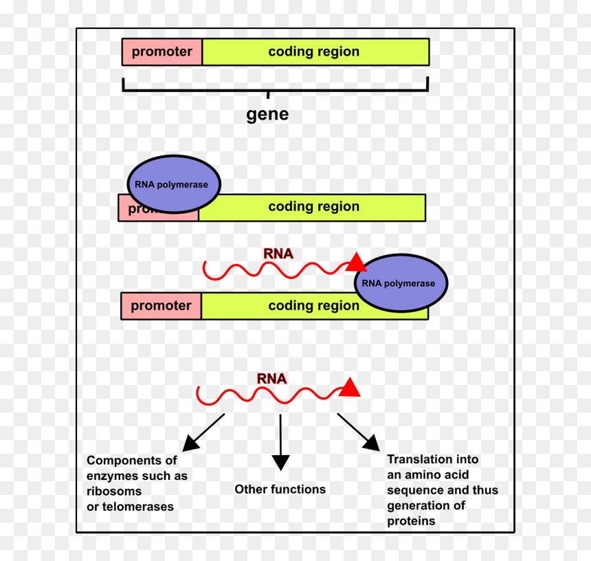 Diagram, HD Png Download - gene png