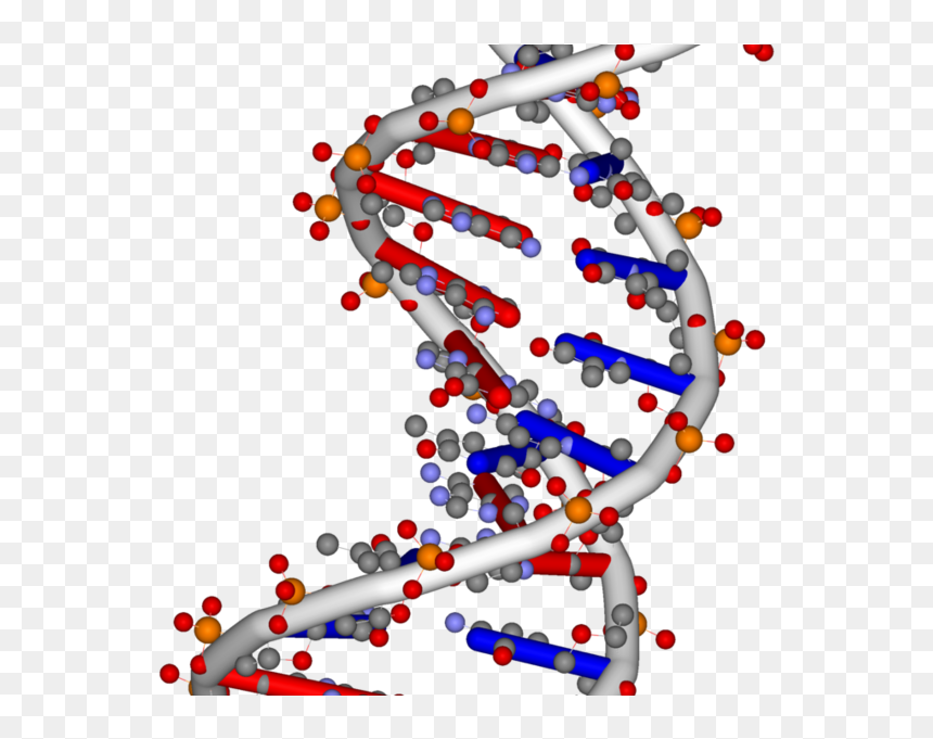 Nucleic Acid In Body, HD Png Download - incorrect png