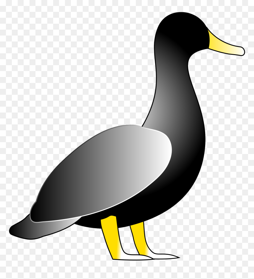 American Black Duck, HD Png Download - duck clipart png