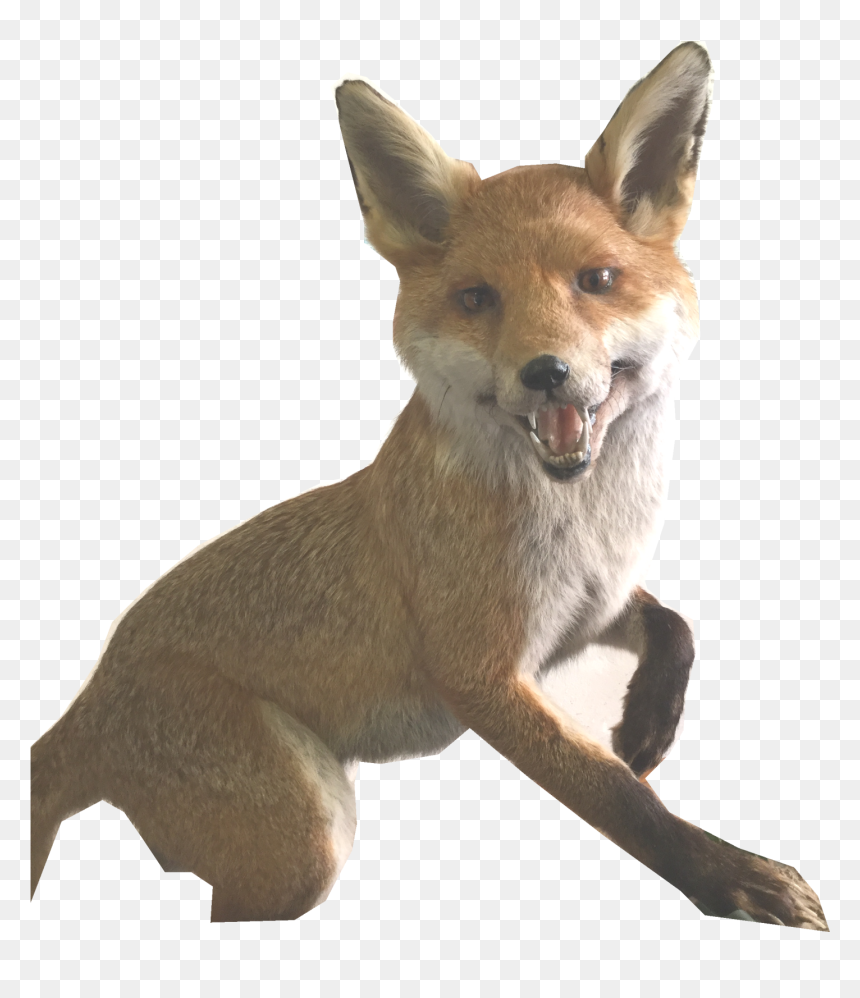 Transparent Fox Png - Red Fox, Png Download - red fox png