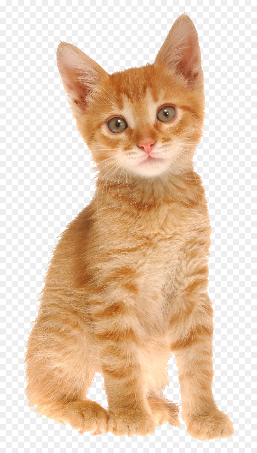 Cute Puppy, HD Png Download - orange cat png