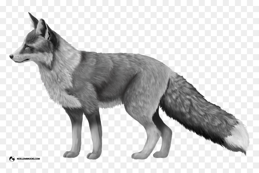Platinum-colored Red Fox - Silver Fox Transparent, HD Png Download - red fox png