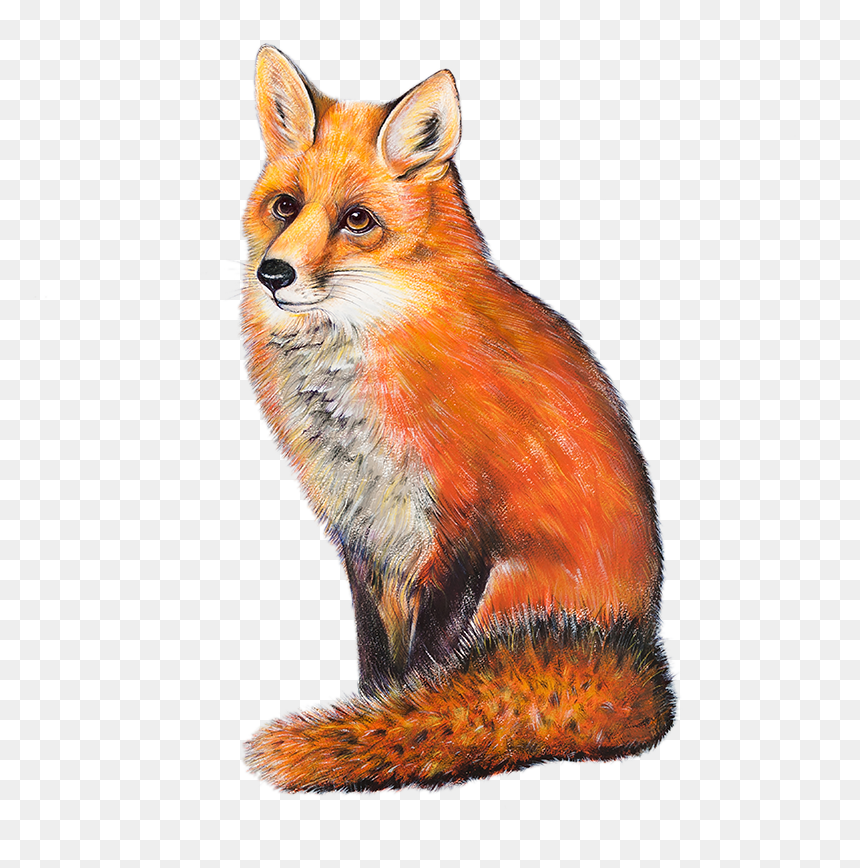 Red Fox Cottage - The Red Fox, HD Png Download - red fox png