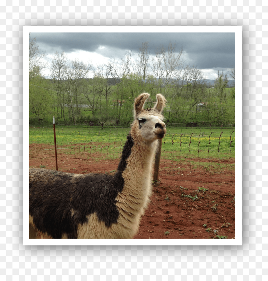 Img 2026 - Llama, HD Png Download - llamas png