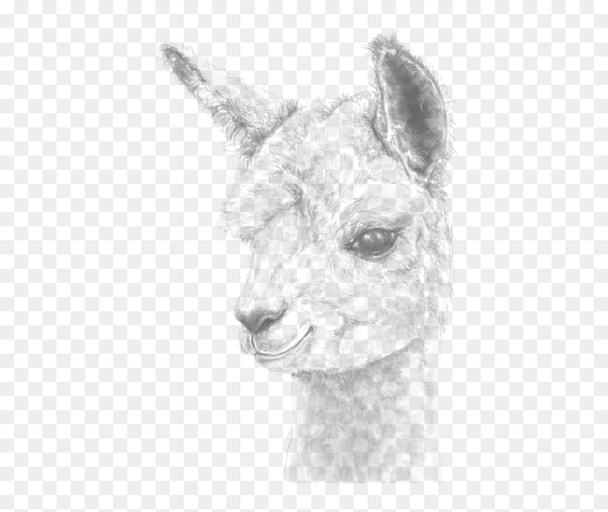 Llama, HD Png Download - llamas png