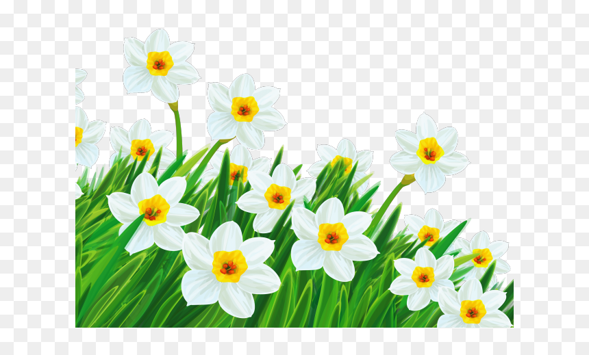 Transparent Spring Cliparts - Transparent Background Daffodils Clipart, HD Png Download - spring clipart png