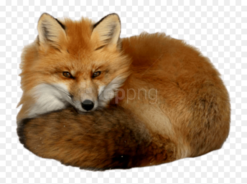 Free Png Download Fox Png Images Background Png Images - Transparent Background Red Fox Png, Png Download - red fox png