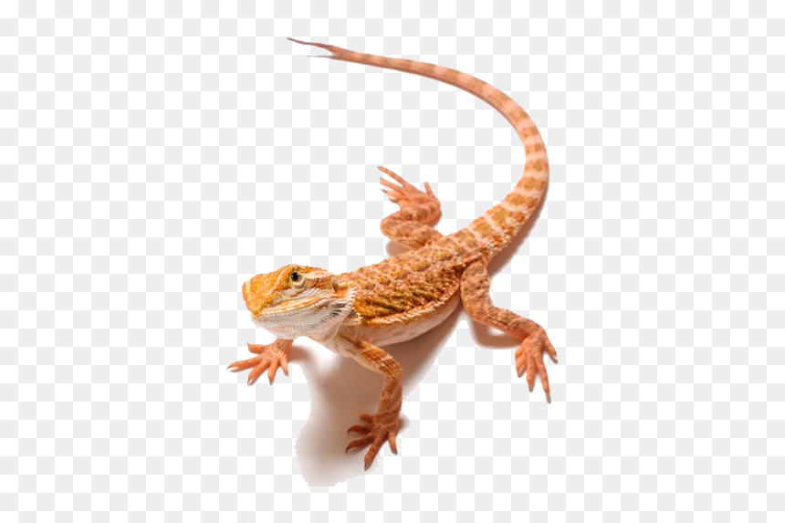 Bearded Dragon Png Clipart - Clipart Bearded Dragon Transparent Background, Png Download - bearded dragon png