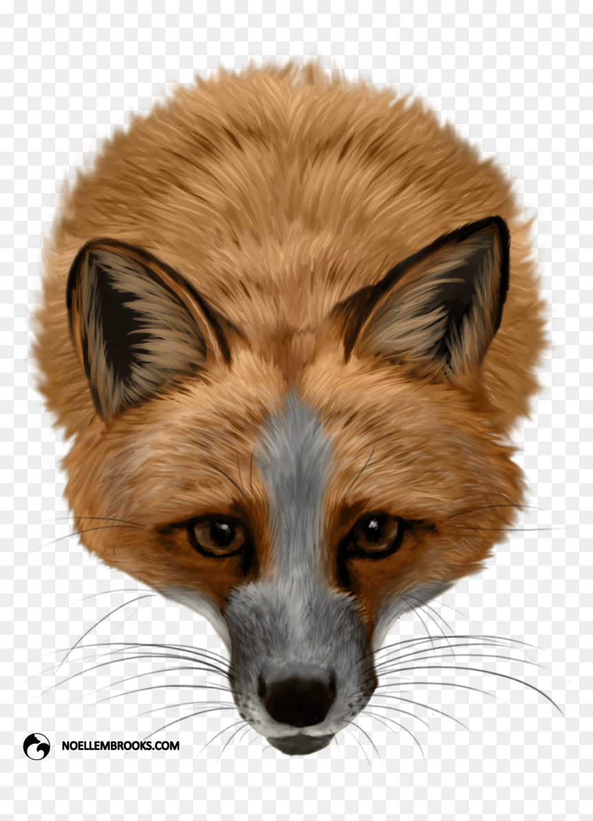 Pet Fox Cases - Silver Fox, HD Png Download - red fox png