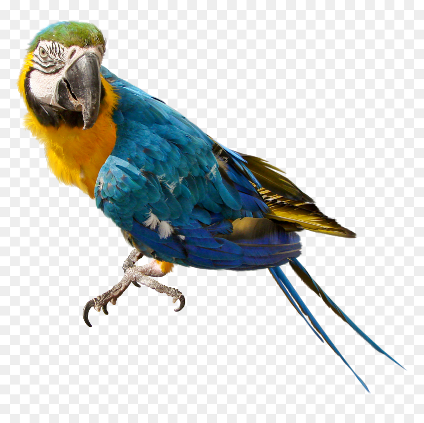 Parrot Transparent Png Clipart , Png Download - Parrot Png Transparent, Png Download - parakeet png