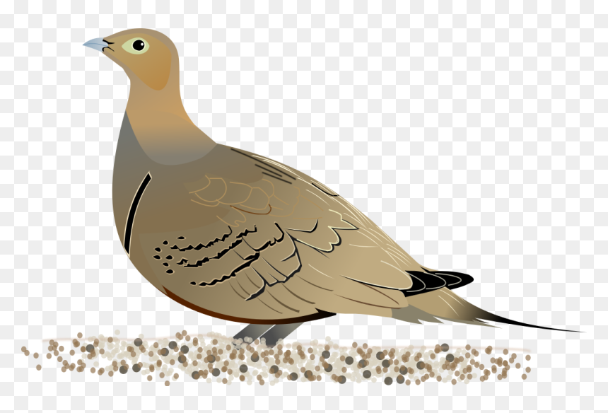 Christian Dove Clipart - Sandgrouse Diagram, HD Png Download - christian dove png