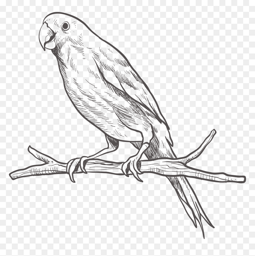 Parrot Bird Parakeet Sketch - Parrot Png Black And White, Transparent Png - parakeet png