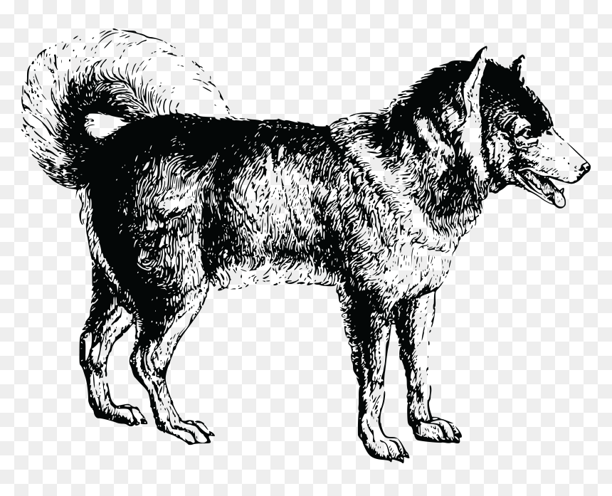 Vector Norwegian Elkhound, HD Png Download - pitbull silhouette png