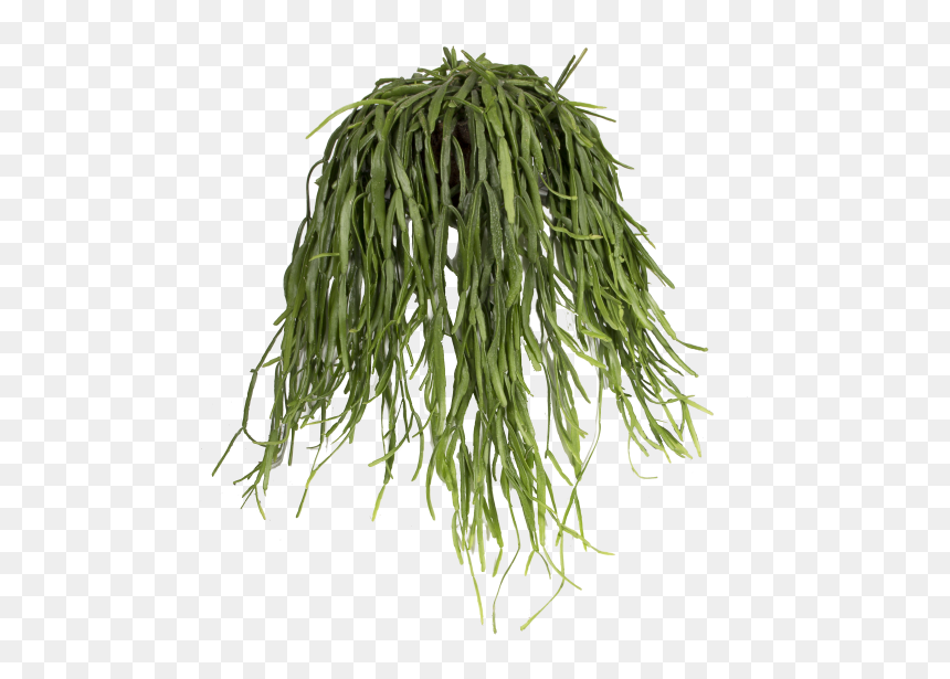 Mistletoe Cactus - Grass, HD Png Download - hanging mistletoe png