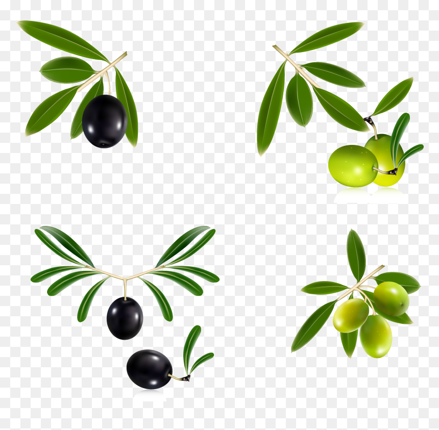 15 Olive Branch Wreath Png For Free Download On Mbtskoudsalg - Olive Oil Bottle Sticker, Transparent Png - olive branch vector png