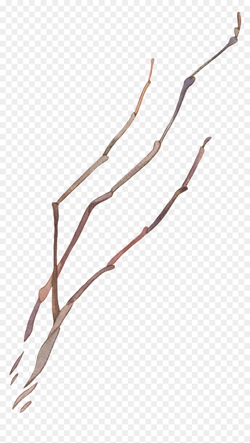 Vector Graphics , Png Download - 樹枝 素材 水彩, Transparent Png - olive branch vector png