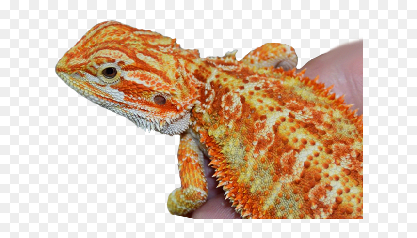 Watercolor Painting Bearded Dragn, HD Png Download - bearded dragon png