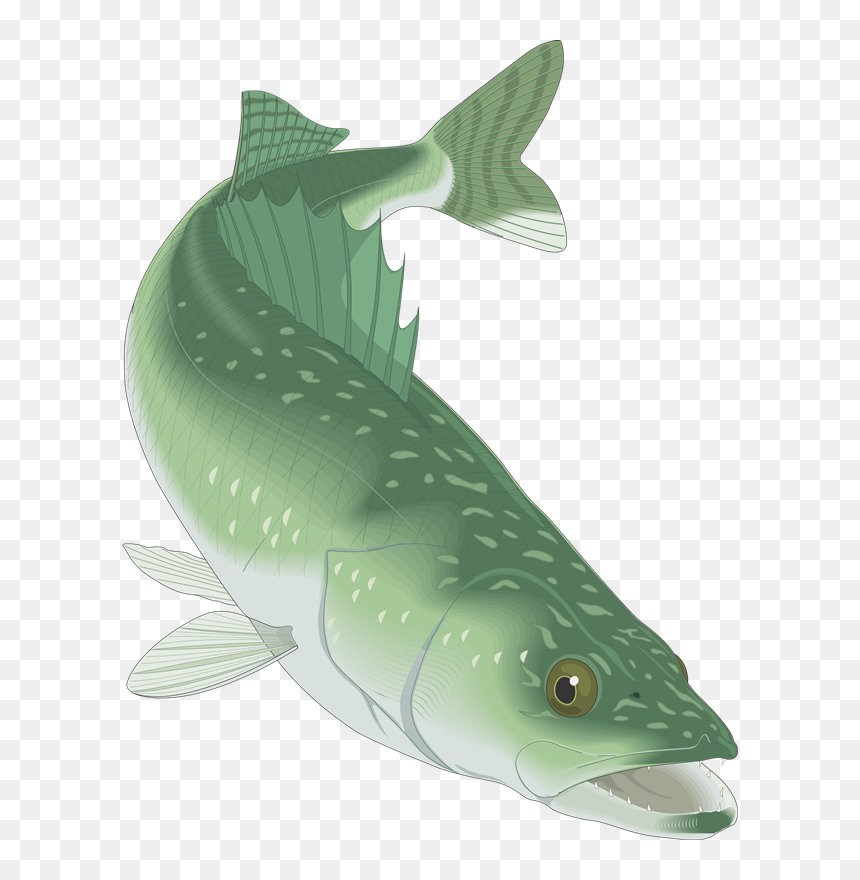 Walleye Clip Art, HD Png Download - walleye png