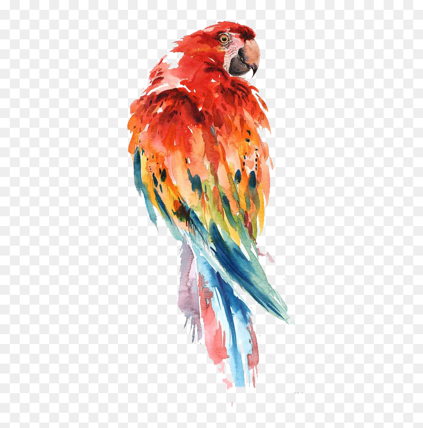 Transparent Parakeet Png - Watercolor Parrot, Png Download - parakeet png
