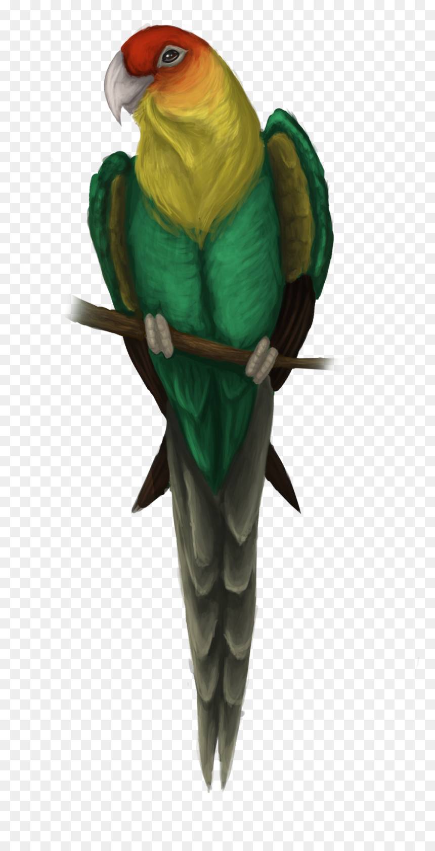 Budgie, HD Png Download - parakeet png
