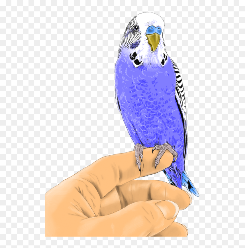 Parakeet , Png Download - Macaw, Transparent Png - parakeet png