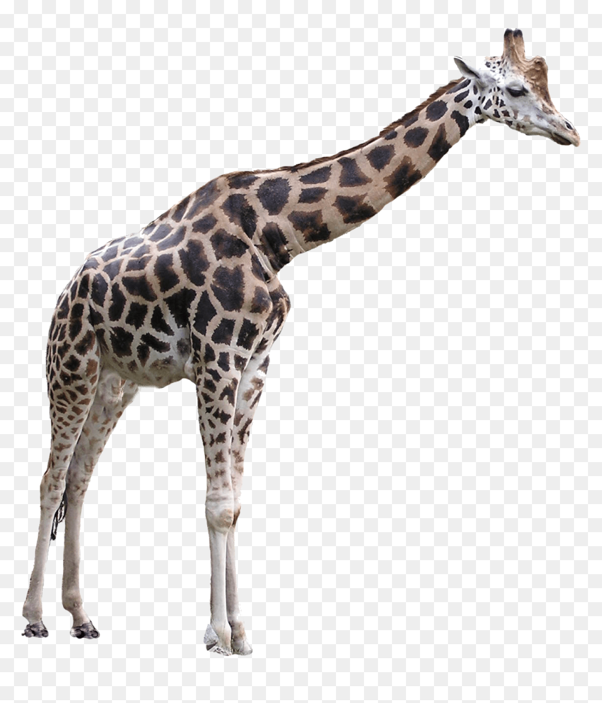Giraffe Large - Giraffe Transparent Background, HD Png Download - baby giraffe png
