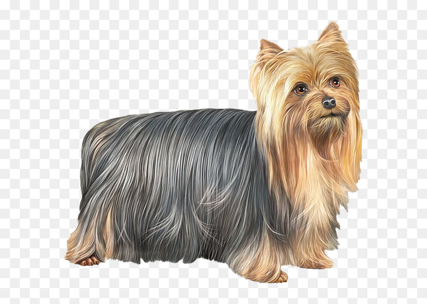 Cute Yorkshire Terrier Dog Png Free Download - Yorkshire Terrier Png, Transparent Png - yorkie png