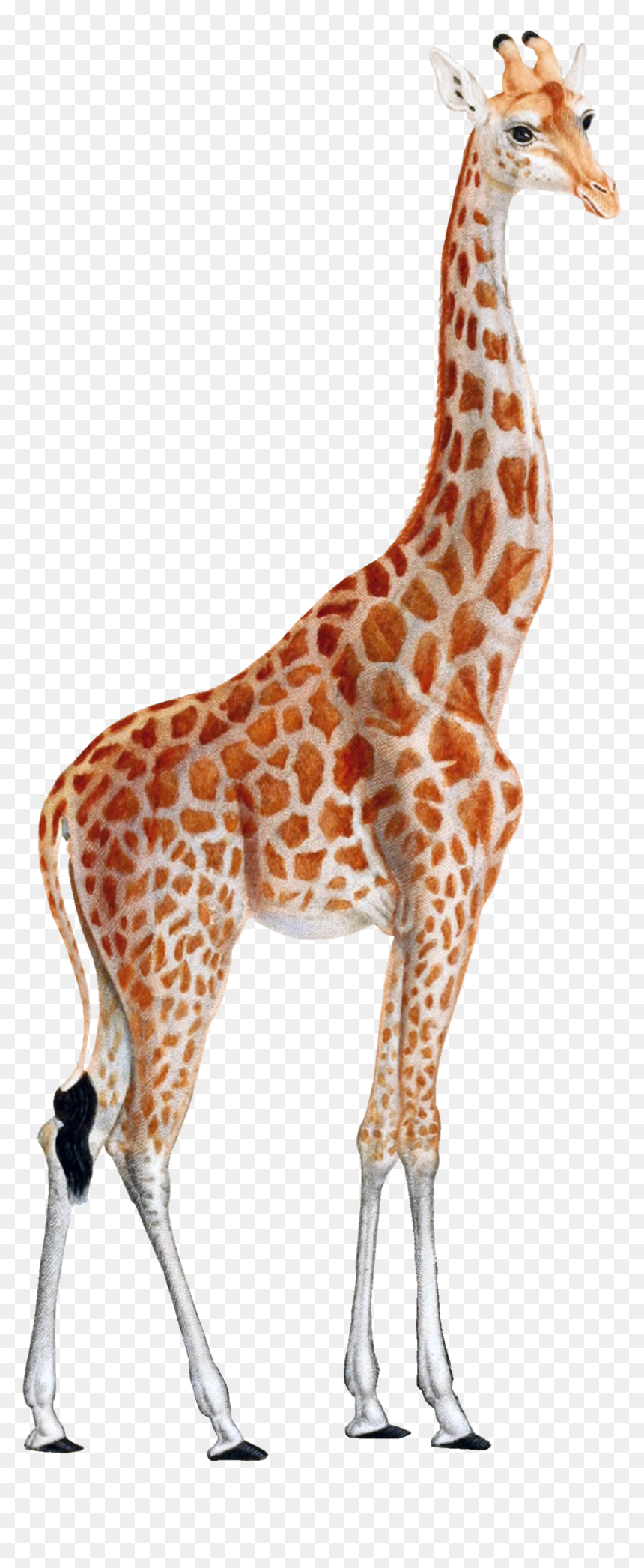 Gorakshtilla, HD Png Download - baby giraffe png