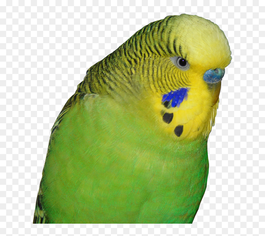 Budgie Png, Transparent Png - parakeet png