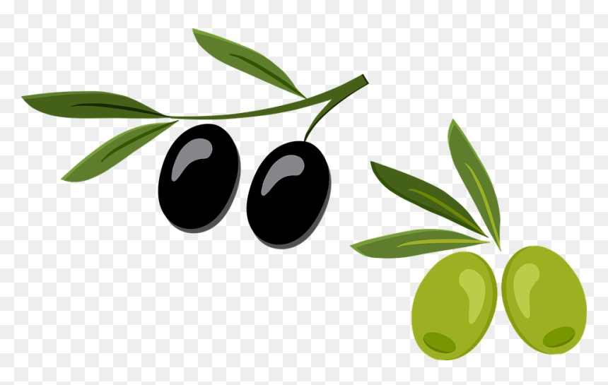 Olive, HD Png Download - olive branch vector png