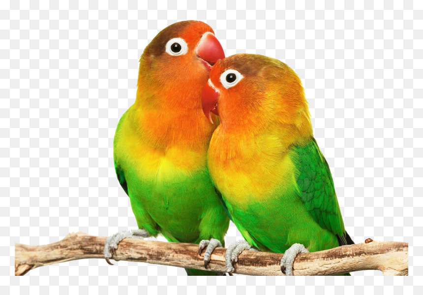 Love Birds Images Download, HD Png Download - parakeet png
