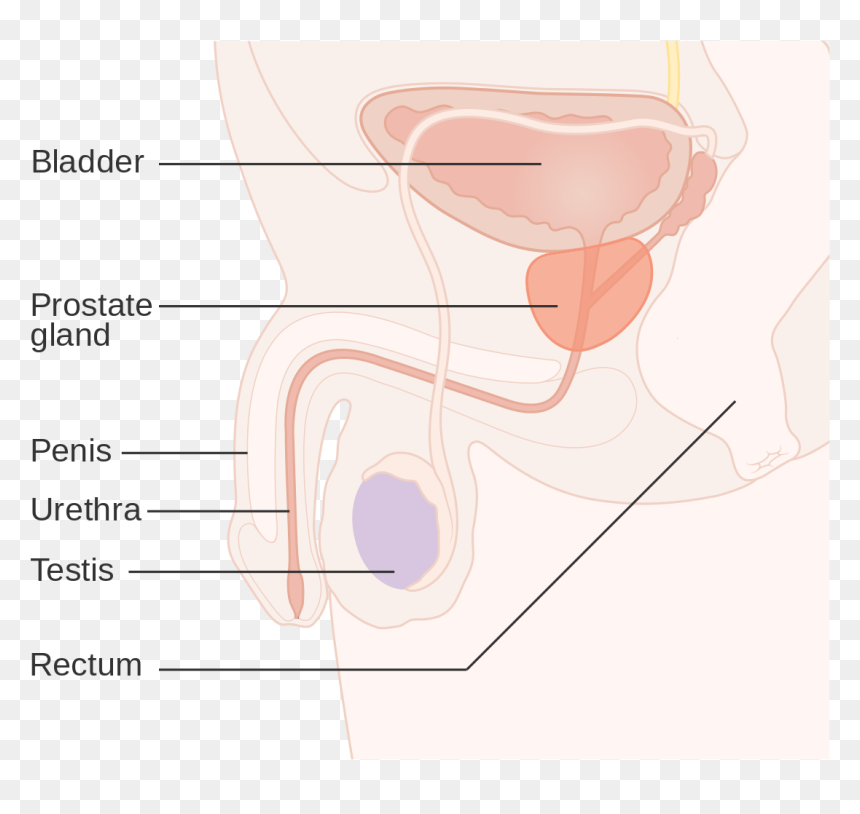 Position Of Prostate Cancer, HD Png Download - leukemia ribbon png