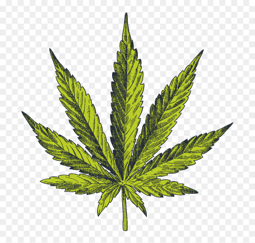 Cannabis Vector, HD Png Download - hemp leaf png