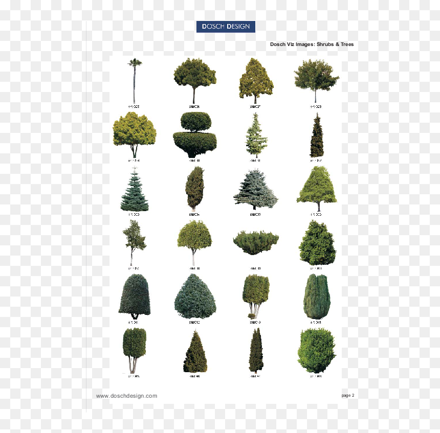 Conifers, HD Png Download - tree bush png