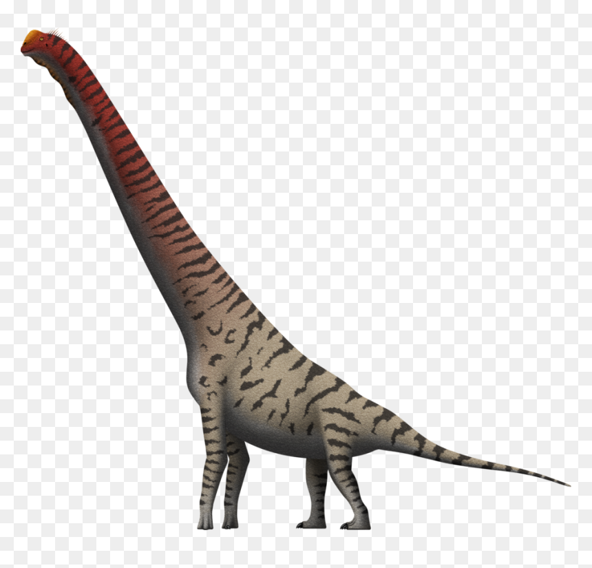Vector Library Giraffatitan Brancai By Spinoinwonderland - Giraffatitan Png, Transparent Png - brachiosaurus png