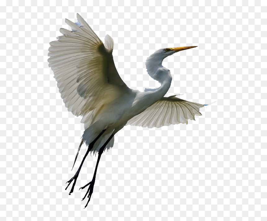 Flying Heron Transparent - Transparent Heron Png, Png Download - crane bird png