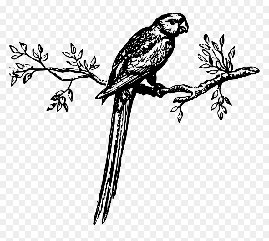 Transparent Parakeet Png - Parrot On A Branch Drawing, Png Download - parakeet png