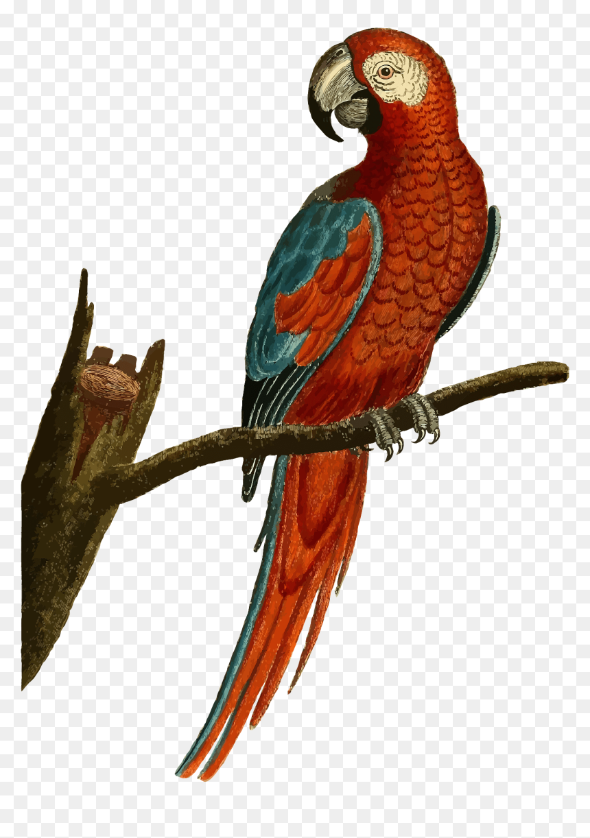 Vintage Parrot Png, Transparent Png - parakeet png