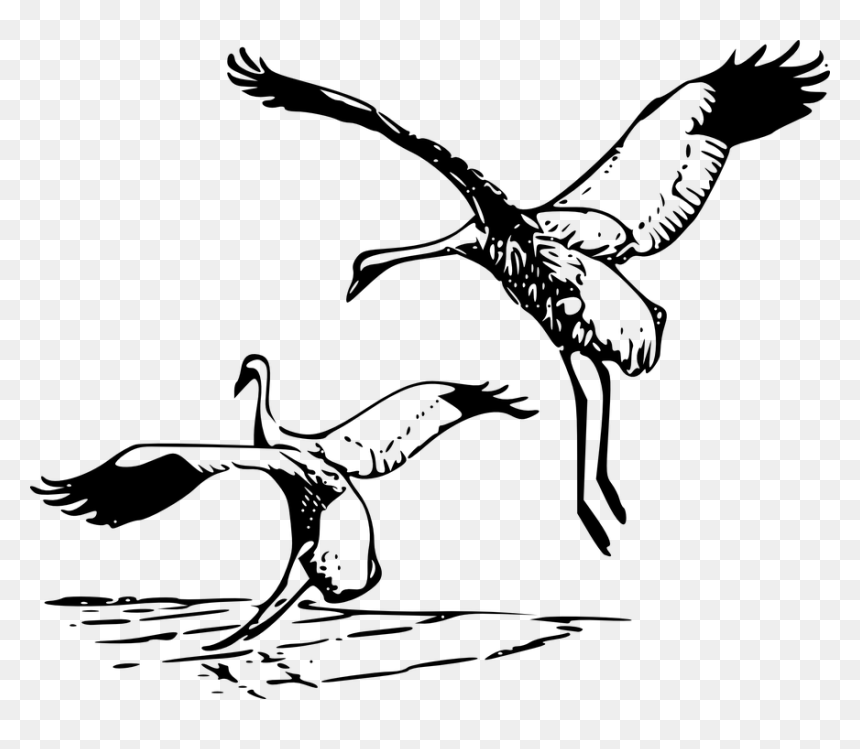 Heron Vector Crane Bird - Whooping Cranes Clipart, HD Png Download - crane bird png