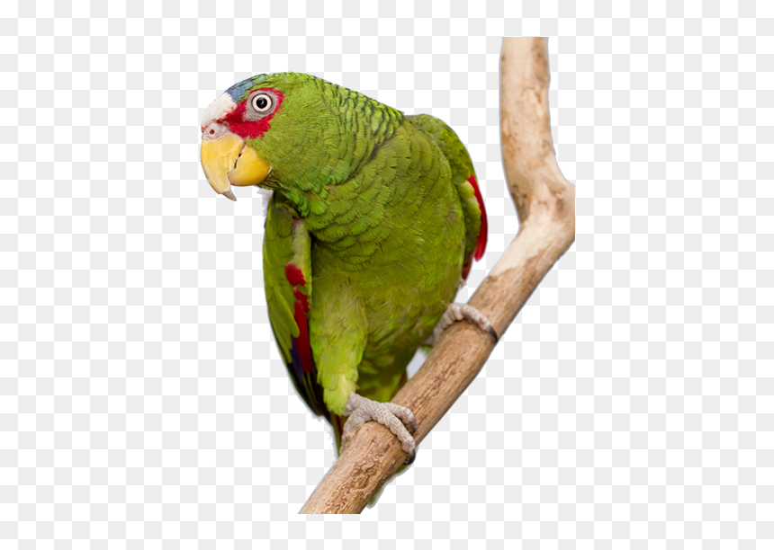 Parakeet 2png - Amazons - Budgie, Transparent Png - parakeet png
