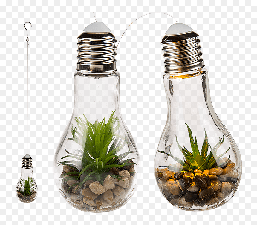 Transparent Hanging Light Bulb Png - Succulent In Light Bulb, Png Download - hanging light bulb png