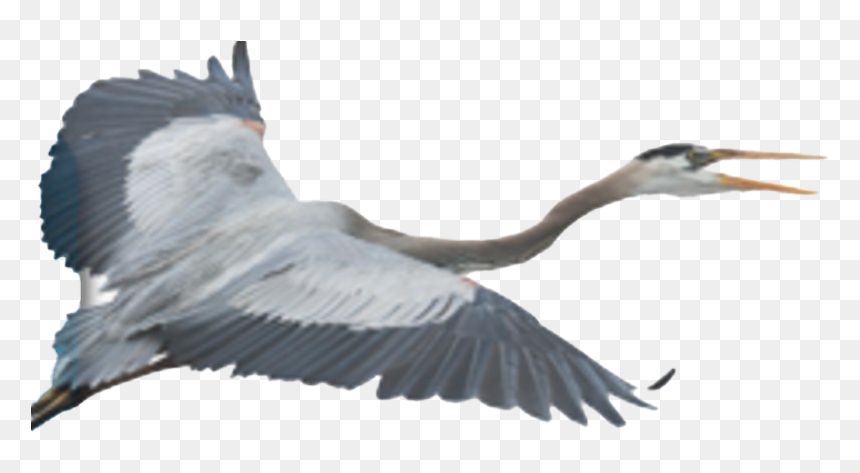 Flying Heron Png Clipart - Transparent Blue Heron, Png Download - crane bird png