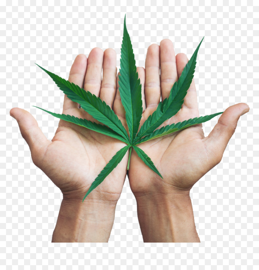 Halcyon Holdings Hemp Leaf In Hands - Cannabis Leaf Hand, HD Png Download - hemp leaf png