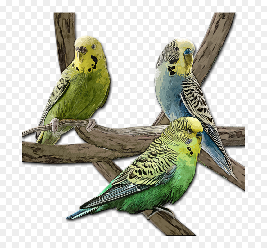 Budgie, HD Png Download - parakeet png