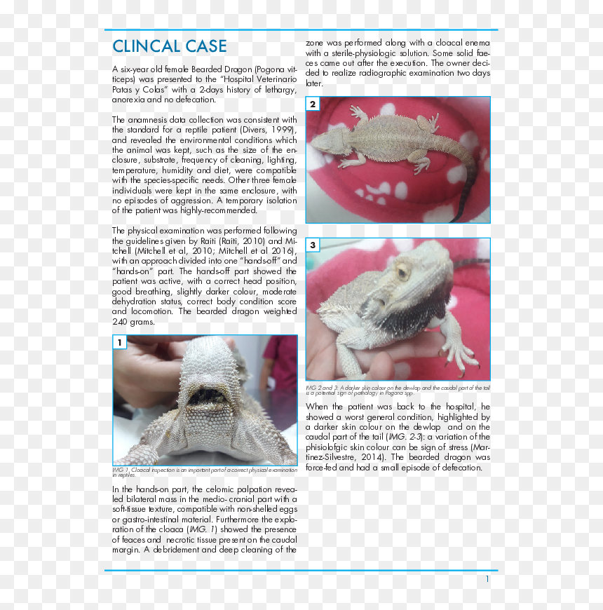Bearded Dragon Enema, HD Png Download - bearded dragon png