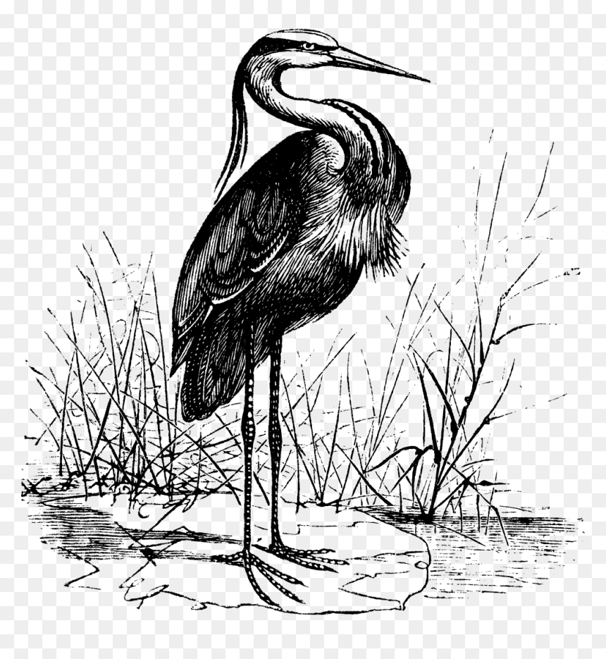 Transparent Crane Bird Png - Vintage Heron Illustration, Png Download - crane bird png