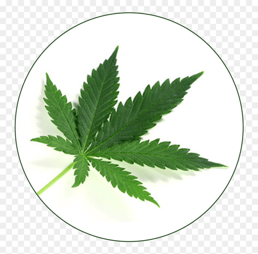 Cannabis Laws In Mauritius, HD Png Download - hemp leaf png
