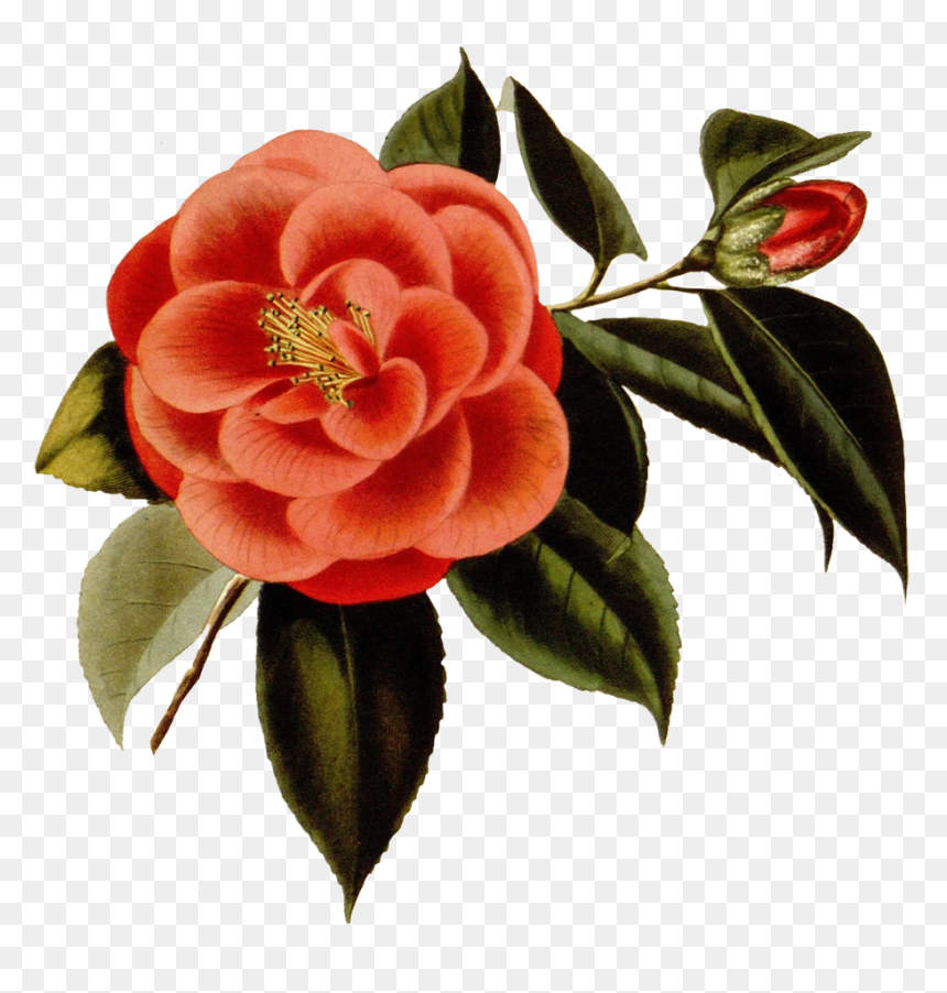 Japanese Camellia, HD Png Download - flowerpng