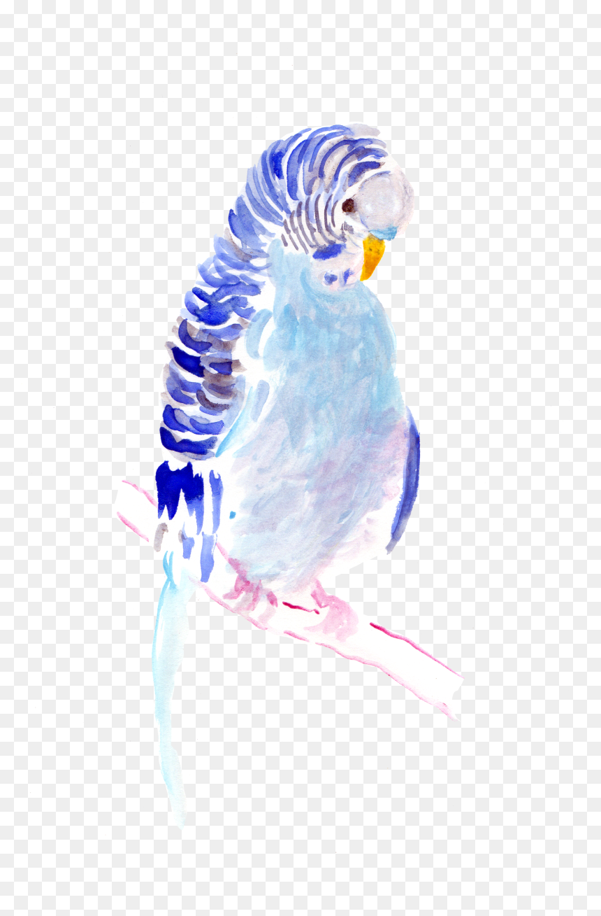 Watercolor Painting , Png Download - Budgie, Transparent Png - parakeet png