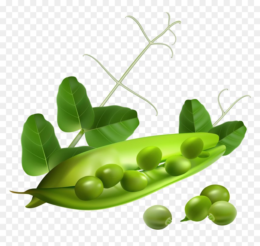 Peas Clipart Transparent Background - Transparent Background Snap Peas, HD Png Download - carrot clipart png